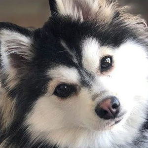 Meet your Posher, Savannah